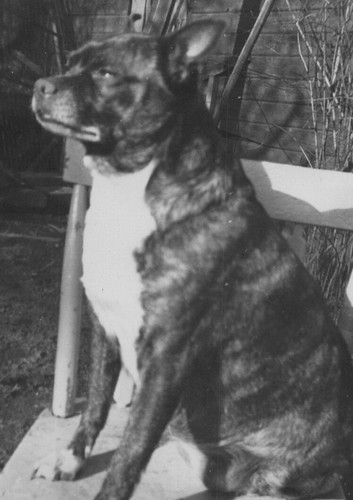 1940s pet dog sitting - 1940s,