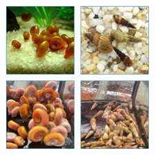 LOT DE 10 MELANOIDES + 10