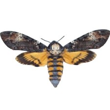 Acherontia atropos Silence of