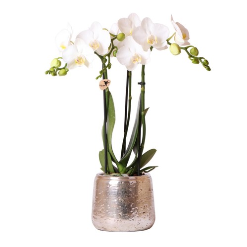 Phalaenopsis amabilis blanc - amabilis,