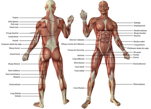 Carte corps humain - , anatomie