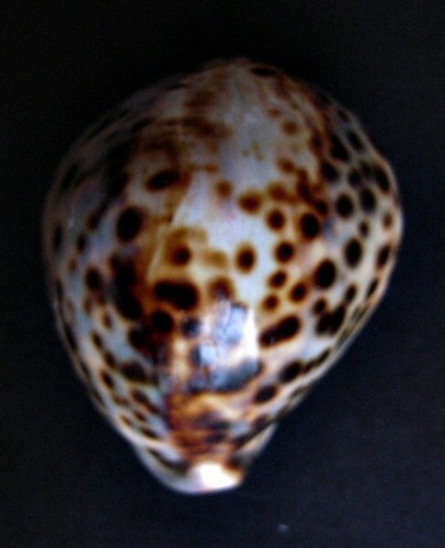Cypraea tigris freak - cypraea, mm