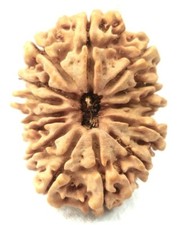 Super Collection 14 Mukhi