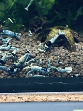 Crevettes Mosura Blue  Lot  De