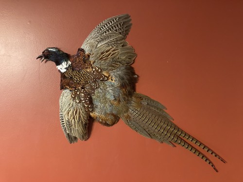 Rooster ringneck pheasant - ringneck,