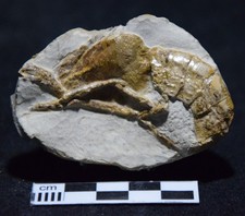 Crustacé fossile Atherfieldastacus