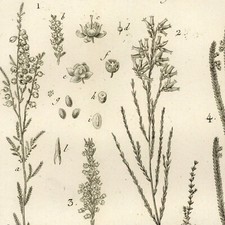 Pierre-Joseph Redouté Botanique Fleur Bruyère Erica - Gravure originale XVIIIe