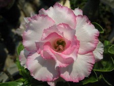 Graines adenium obesum - 5, d'adenium