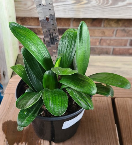 Clivia chinese compact malian - clivia,