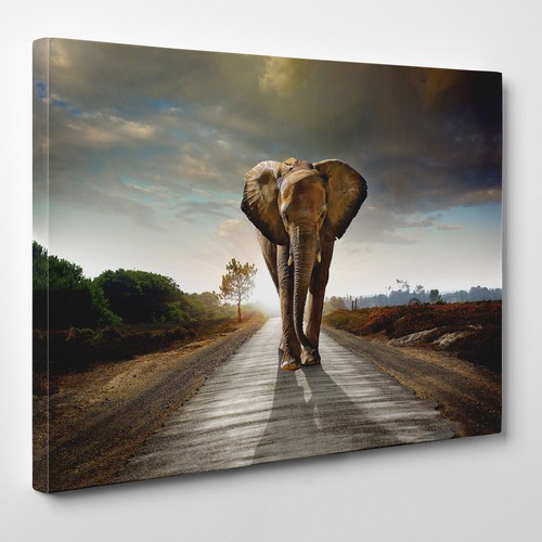 éléphant sur route - Éléphant,