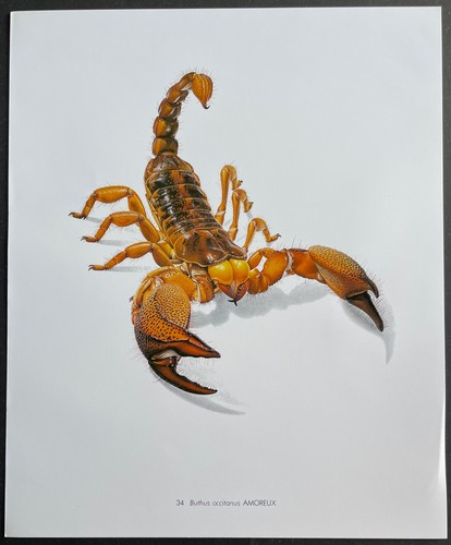 Entomologie buthus occitanus - buthus,