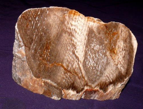 Bois fossilisé chêne - bois,
