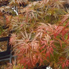 Acer palmatum dissectum