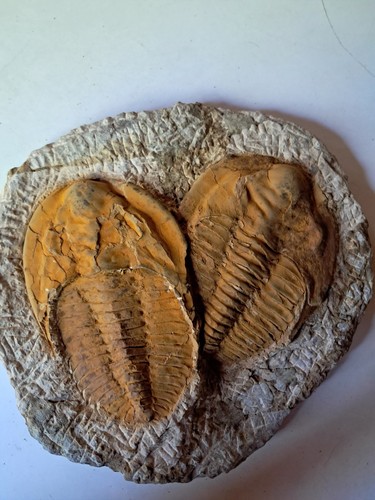 Large double trilobite fossil - double,