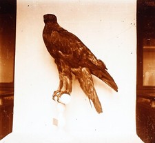 Aigle royal Oiseau empaillé