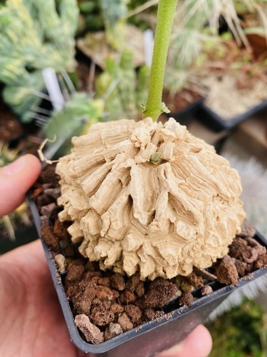 Matelea cyclophylla caudex - matelea,