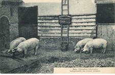 SOMME  BEAUVAL  Baby ( indispensable aux jeunes animaux )