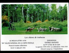 Isigny chien husky - isigny,