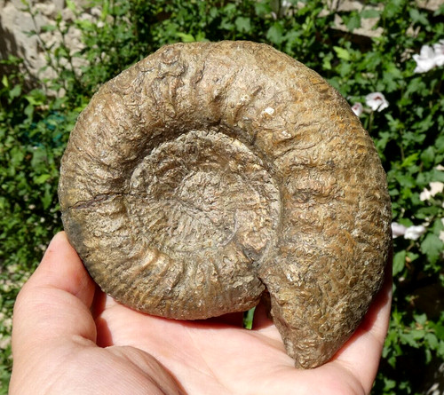 Grande ammonite pyritée - grande,