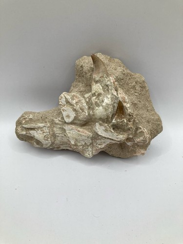 Rare mâchoire fossile - , en