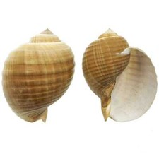 Coquillage tonna galea - Taille 20 à 23 cm