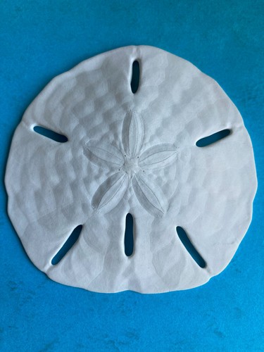 Oursin fossile sand dollar - fossile,
