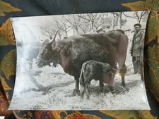 ancienne photo argentique