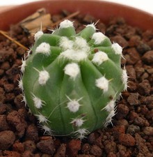Echinopsis subdenudata cv OIBBO A27 - Cactus lis de Pâques | Hérisson nocturne