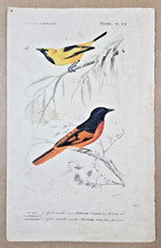 Gravure coloriée Oiseaux : Gobe mouche ornoir - Gobe mouche vermillon. 1861