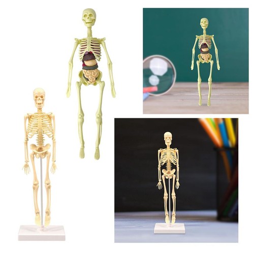 Anatomie apprentissage - anatomie, d'apprentissage