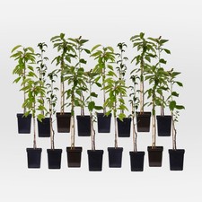 Arbres fruitiers -  x16 -