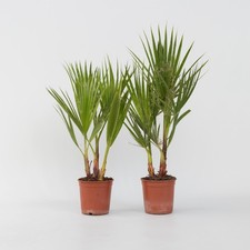 Palmier de Washington - Set de 2 - Washingtonia robusta - H50-60cm - ⌀15cm