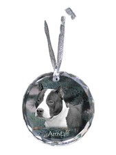 American Staffordshire Terrier