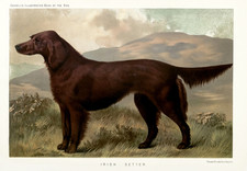 Affiche élégante pour chien