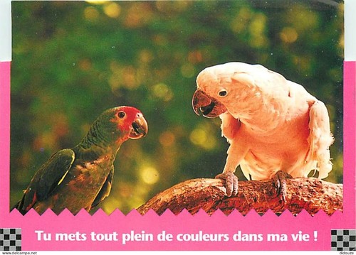 Carte postale animaux - -,