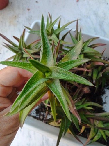 Plante suculente haworthia - suculente, sp