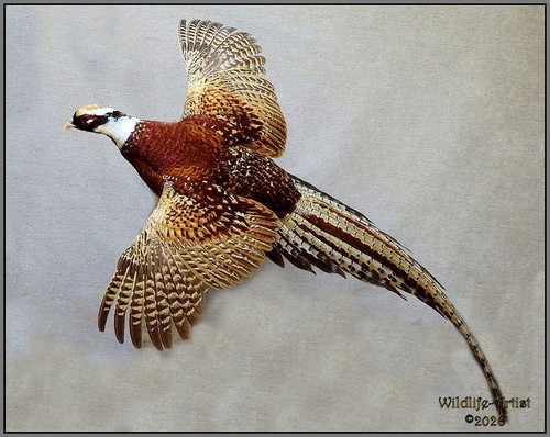 Crimson pheasant taxidermy - pheasant,