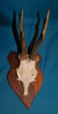 ANCIEN TROPHEE DE CHASSE FRANCE . CORNE DE CHEVREUIL . BOIS 16 cm 6 CORS . n°25
