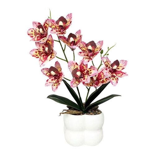 Orchidée cymbidium rose - orchidée,