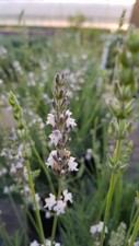 Lavandula x intermedia