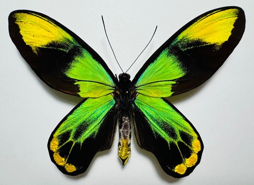 Fantastic ornithoptera - fantastic,