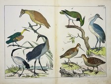 héron grue oiseaux d'eau