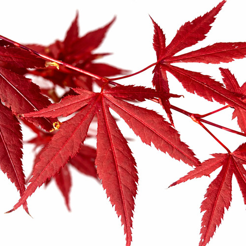 Acer palmatum atropurpureum - palmatum, cv