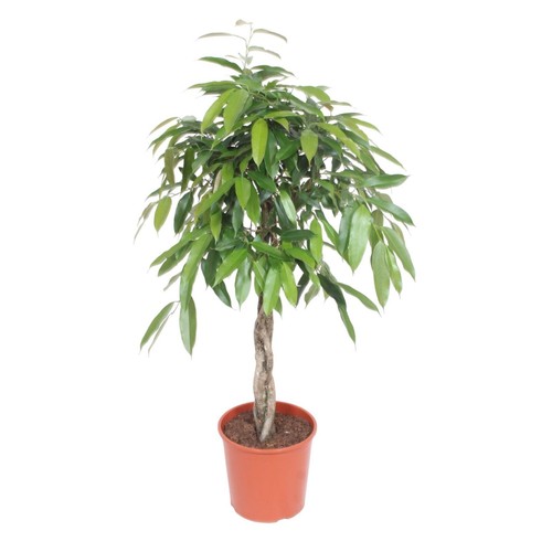 Plante ficus amstel - plante,