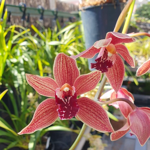 Cymbidium cascade zips - cascade,