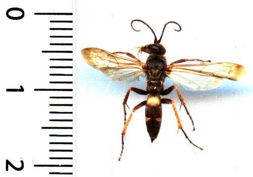 Guêpe wasp episyron - guêpe, /