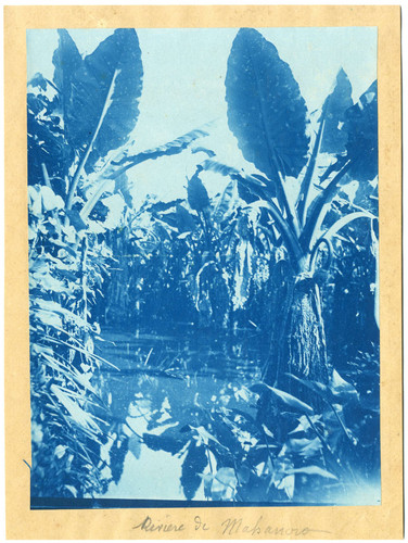 Madagascar cyanotype - madagascar,,