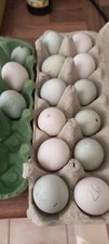 Oeufs couver araucana et - oeufs,