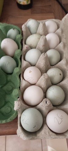 Oeufs couver araucana et - à,