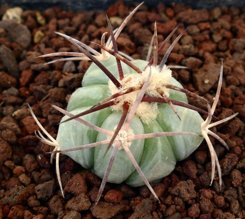 Echinocactus horizonthalonius